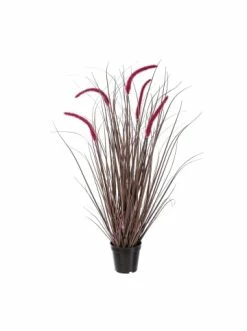 Budget 🎉 Kerzen, Vasen & Mehr Creativ Green Deko-Pflanze Pennisetum Rubrum In Rot Günstig Kaufen ✨