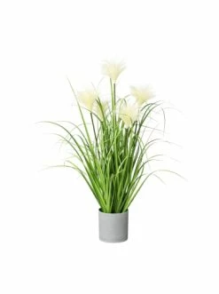 Schlussverkauf ✔️ Kerzen, Vasen & Mehr Creativ Green Deko-Pflanze Riedgras In Grün Günstig Kaufen 👏