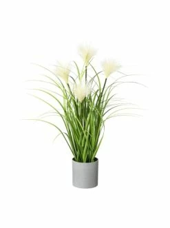 Am billigsten ⌛ Kerzen, Vasen & Mehr Creativ Green Deko-Pflanze Riedgras In Grün Günstig Kaufen ✨