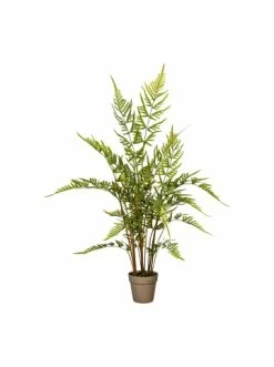 Brandneu 🧨 Kerzen, Vasen & Mehr Creativ Green Deko-Pflanze Rippenfarn In Grün Günstig Kaufen 😍