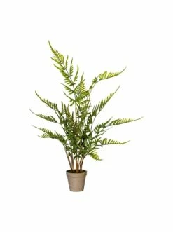 Beste Bewertungen von 😉 Kerzen, Vasen & Mehr Creativ Green Deko-Pflanze Rippenfarn In Grün Günstig Kaufen 👍