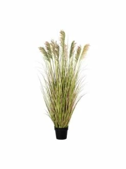 Bestes Angebot 😀 Kerzen, Vasen & Mehr Creativ Green Deko-Pflanze Rispenhirse In Grün-pink Günstig Kaufen 😉