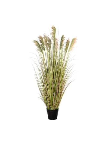Bestes Angebot 😀 Kerzen, Vasen & Mehr Creativ Green Deko-Pflanze Rispenhirse In Grün-pink Günstig Kaufen 😉 3 Bestes Angebot 😀 Kerzen, Vasen & Mehr Creativ Green Deko-Pflanze Rispenhirse In Grün-pink Günstig Kaufen 😉