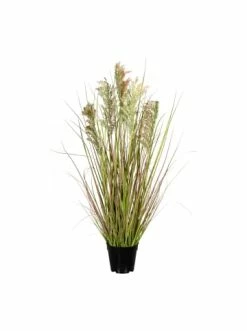 Schlussverkauf 😀 Kerzen, Vasen & Mehr Creativ Green Deko-Pflanze Rispenhirse In Grün-pink Günstig Kaufen 🔔