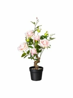 Am billigsten 👏 Kerzen, Vasen & Mehr Creativ Green Deko-Pflanze Rose In Hellrosa Günstig Kaufen 🛒