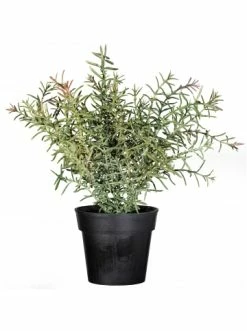 Aktion 🎉 Kerzen, Vasen & Mehr Creativ Green Deko-Pflanze Rosmarin In Grün Günstig Kaufen 😉