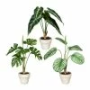 Bestes Angebot 👍 Kerzen, Vasen & Mehr Creativ Green Deko-Pflanze Splitphilo, Calathea Und Alocasia 3er Set In Grün Günstig Kaufen ⭐ -Günstiges Creano Geschäft creativ green deko pflanze splitphilo calathea und alocasia 3er set in grun