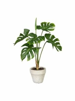 Bestes Angebot 👍 Kerzen, Vasen & Mehr Creativ Green Deko-Pflanze Splitphilo, Calathea Und Alocasia 3er Set In Grün Günstig Kaufen ⭐ -Günstiges Creano Geschäft creativ green deko pflanze splitphilo calathea und alocasia 3er set in grun 2