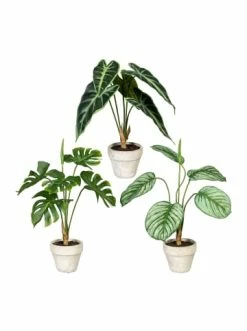 Bestes Angebot 👍 Kerzen, Vasen & Mehr Creativ Green Deko-Pflanze Splitphilo, Calathea Und Alocasia 3er Set In Grün Günstig Kaufen ⭐