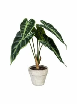 Bestes Angebot 👍 Kerzen, Vasen & Mehr Creativ Green Deko-Pflanze Splitphilo, Calathea Und Alocasia 3er Set In Grün Günstig Kaufen ⭐ -Günstiges Creano Geschäft creativ green deko pflanze splitphilo calathea und alocasia 3er set in grun 3