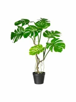 Aktion 🎁 Kerzen, Vasen & Mehr Creativ Green Deko-Pflanze Splitphilodendron In Grün Günstig Kaufen ⌛