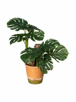 Aktion ⭐ Kerzen, Vasen & Mehr Creativ Green Deko-Pflanze Splitphilodendron In Grün Günstig Kaufen 💯