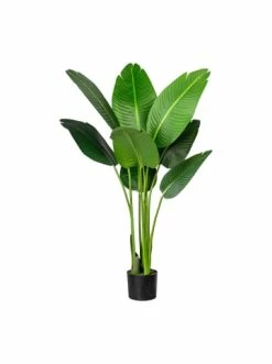 Angebote ✨ Kerzen, Vasen & Mehr Creativ Green Deko-Pflanze Strelitzia Nicolai In Grün Günstig Kaufen 👏