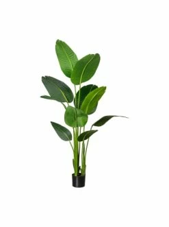 Bester Verkauf ⌛ Kerzen, Vasen & Mehr Creativ Green Deko-Pflanze Strelitzia Nicolai In Grün Günstig Kaufen 🔔