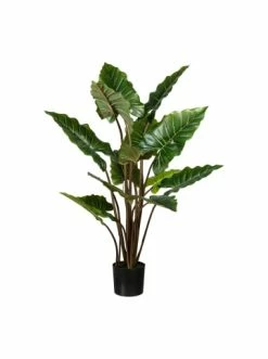 Top 10 🌟 Kerzen, Vasen & Mehr Creativ Green Deko-Pflanze Taro In Grün Günstig Kaufen 🥰