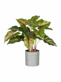 Coupon 🎉 Kerzen, Vasen & Mehr Creativ Green Deko-Pflanze Taro In Grün Günstig Kaufen 👏