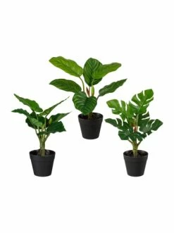 Aktion 😉 Kerzen, Vasen & Mehr Creativ Green Deko-Pflanze Taro,Splitphilodendron Und Maranta 3er Set In Grün Günstig Kaufen 🔔