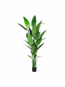 Auslauf 😉 Kerzen, Vasen & Mehr Creativ Green Deko-Pflanze Wassercanna In Grün Günstig Kaufen 😀