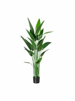 Am billigsten 🧨 Kerzen, Vasen & Mehr Creativ Green Deko-Pflanze Wassercanna In Grün Günstig Kaufen 😉