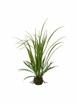 Beste Bewertungen von 🔔 Kerzen, Vasen & Mehr Creativ Green Deko-Pflanze Wiesengras Im Ballen In Grün Günstig Kaufen ✨