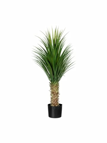Angebote 😍 Kerzen, Vasen & Mehr Creativ Green Deko-Pflanze Yucca In Grün Günstig Kaufen 🔔 3 Angebote 😍 Kerzen, Vasen & Mehr Creativ Green Deko-Pflanze Yucca In Grün Günstig Kaufen 🔔