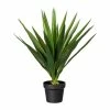 Am billigsten 👍 Kerzen, Vasen & Mehr Creativ Green Deko-Pflanze Yucca In Grün Günstig Kaufen 👏 -Günstiges Creano Geschäft creativ green deko pflanze yucca in grun