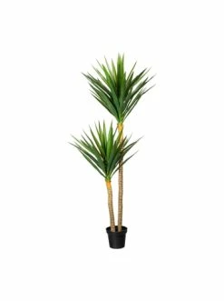 Brandneu 😉 Kerzen, Vasen & Mehr Creativ Green Deko-Pflanze Yucca In Grün Günstig Kaufen 🧨