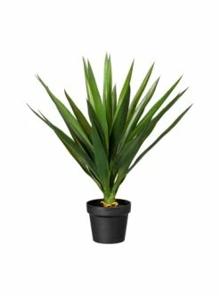 Am billigsten 👍 Kerzen, Vasen & Mehr Creativ Green Deko-Pflanze Yucca In Grün Günstig Kaufen 👏