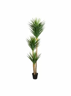 Rabatt 🎁 Kerzen, Vasen & Mehr Creativ Green Deko-Pflanze Yucca In Grün Günstig Kaufen 🥰