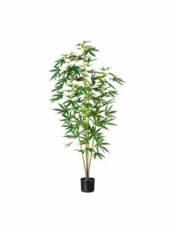 Bestes Angebot 🎉 Kerzen, Vasen & Mehr Creativ Green Deko-Pflanze Zierhanf In Grün Günstig Kaufen 😀