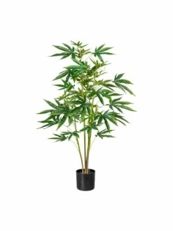 Schlussverkauf 🤩 Kerzen, Vasen & Mehr Creativ Green Deko-Pflanze Zierhanf In Grün Günstig Kaufen 🤩