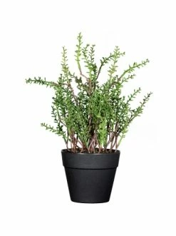 Beste Bewertungen von ⌛ Kerzen, Vasen & Mehr Creativ Green Deko-Pflanze Zitronenthymian In Grün Günstig Kaufen 🔔