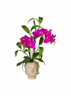 Schlussverkauf ✔️ Kerzen, Vasen & Mehr Creativ Green Deko-PflanzeOrchideen-Bambus Arrangement In Lila Günstig Kaufen 🥰