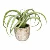 Top 10 🔥 Kerzen, Vasen & Mehr Creativ Green Deko-Sukkulente Agave Bracteosa In Grün Günstig Kaufen ⭐ 1 Top 10 🔥 Kerzen, Vasen & Mehr Creativ Green Deko-Sukkulente Agave Bracteosa In Grün Günstig Kaufen ⭐ -Günstiges Creano Geschäft creativ green deko sukkulente agave bracteosa in grun