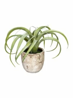 Top 10 🔥 Kerzen, Vasen & Mehr Creativ Green Deko-Sukkulente Agave Bracteosa In Grün Günstig Kaufen ⭐