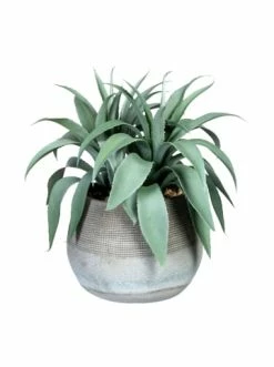 Billig 🌟 Kerzen, Vasen & Mehr Creativ Green Deko-Sukkulente Agave In Grau-grün Günstig Kaufen 💯