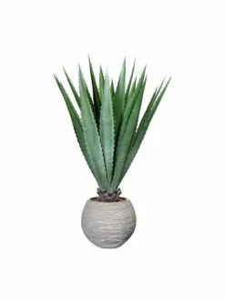 Bestpreis 😍 Kerzen, Vasen & Mehr Creativ Green Deko-Sukkulente Agave In Grün Günstig Kaufen 🧨