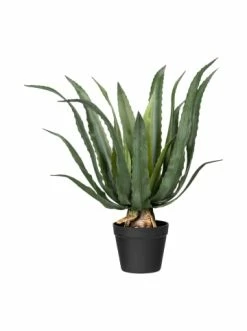 Rabatt 😉 Kerzen, Vasen & Mehr Creativ Green Deko-Sukkulente Agave In Grün Günstig Kaufen 😀
