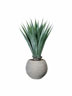 Neu ✨ Kerzen, Vasen & Mehr Creativ Green Deko-Sukkulente Agave In Grün Günstig Kaufen 🌟