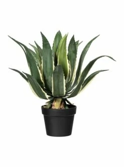 Beste Bewertungen von ⭐ Kerzen, Vasen & Mehr Creativ Green Deko-Sukkulente Agave In Grün-gelb Günstig Kaufen 🎉