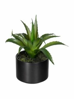 Neu ⭐ Kerzen, Vasen & Mehr Creativ Green Deko-Sukkulente Aloe, Agave Und Tillandsie 3er Set In Grün Günstig Kaufen 🔥 -Günstiges Creano Geschäft creativ green deko sukkulente aloe agave und tillandsie 3er set in grun 2