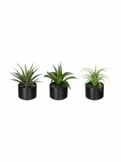 Neu ⭐ Kerzen, Vasen & Mehr Creativ Green Deko-Sukkulente Aloe, Agave Und Tillandsie 3er Set In Grün Günstig Kaufen 🔥