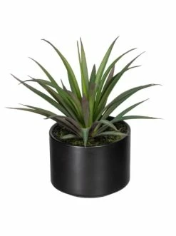 Neu ⭐ Kerzen, Vasen & Mehr Creativ Green Deko-Sukkulente Aloe, Agave Und Tillandsie 3er Set In Grün Günstig Kaufen 🔥 -Günstiges Creano Geschäft creativ green deko sukkulente aloe agave und tillandsie 3er set in grun 3