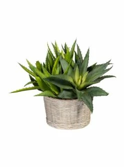 Auslauf 🔥 Kerzen, Vasen & Mehr Creativ Green Deko-Sukkulente Aloe In Grün Günstig Kaufen ⌛