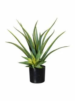 Bestes Angebot 🎁 Kerzen, Vasen & Mehr Creativ Green Deko-Sukkulente Aloe In Grün Günstig Kaufen 🌟