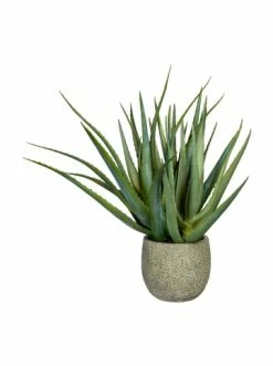 Coupon 🎉 Kerzen, Vasen & Mehr Creativ Green Deko-Sukkulente Aloe In Grün Günstig Kaufen 🥰