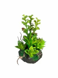 Angebote ❤️ Kerzen, Vasen & Mehr Creativ Green Deko-Sukkulente Arrangement Auf Erdballen 4er Set In Grün Günstig Kaufen 😍 -Günstiges Creano Geschäft creativ green deko sukkulente arrangement auf erdballen 4er set in grun 2