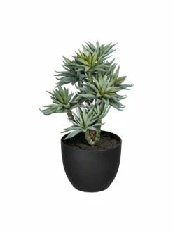 Coupon 🤩 Kerzen, Vasen & Mehr Creativ Green Deko-Sukkulente Auf Stamm In Grün-grau Günstig Kaufen 🤩