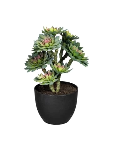 Rabatt 🌟 Kerzen, Vasen & Mehr Creativ Green Deko-Sukkulente Auf Stamm In Grün-rosa Günstig Kaufen 💯 3 Rabatt 🌟 Kerzen, Vasen & Mehr Creativ Green Deko-Sukkulente Auf Stamm In Grün-rosa Günstig Kaufen 💯