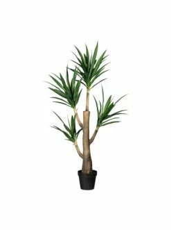 Großhandel 💯 Kerzen, Vasen & Mehr Creativ Green Deko-Sukkulente Dracaena In Grün Günstig Kaufen ✔️